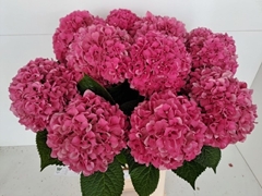 Hydrangea Glowing Alps 65cm 15-17cm Hd