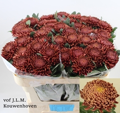 Chrysanth Single Bigoudi Bronze 70cm 85gr.