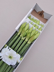 Hippeastrum Albarino 75cm