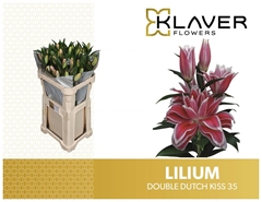 Lily Oriental Double Dutch Kiss 85cm 3+