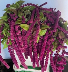 Amaranthus Caudatus Rosary 75cm