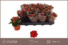 Kalanchoe Double Rubio Red 8Ø 15cm