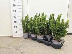 Euonymus Green Spire 13Ø 40cm