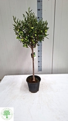 Olea Europaea 20Ø 100cm
