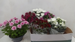 Chrysanth Mix 6 Mix 23Ø 27cm