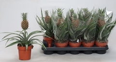 Ananas Rosita 12Ø 35cm