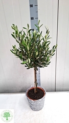 Olea Europaea 20Ø 80cm