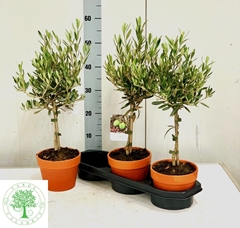 Olea Europaea 16Ø 55cm