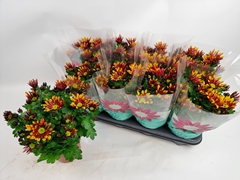 Chrysanth Splash Energy 14Ø 29cm