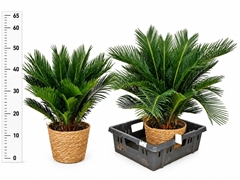 Cycas Revoluta 22Ø 65cm