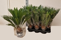 Cycas Revoluta 15Ø 60cm