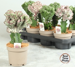 Euphorbia Mix 12Ø 25cm