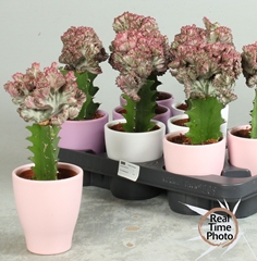 Euphorbia Lactea Cristata 10Ø 25cm