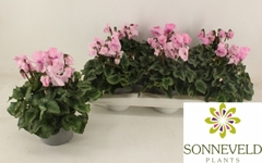Cyclamen Falbala 13Ø 30cm