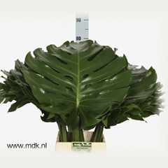 Monstera Leaf 80cm 45cm Hd