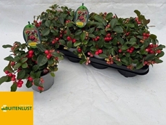 Gaultheria Big Berry 13Ø 20cm