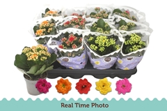 Kalanchoe Double Mix 9Ø 19cm