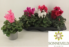 Cyclamen Halios Hd 13Ø 27cm