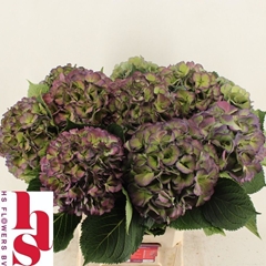Hydrangea Elbtal Classic 60cm 18-20cm Hd