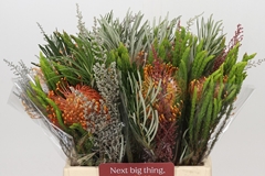 Bouquet Leucospermum Cordifolium 40cm