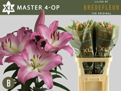Lily Oriental Master 95cm 4+