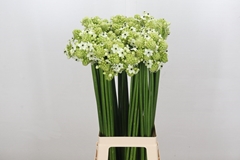 Ornithogalum Saundersiae 80cm