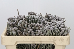 Brunia Laevis 50cm