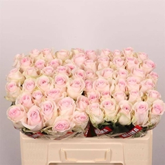 Rosa Revival Sweet 50cm