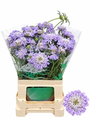 Scabiosa Dark Lavender Bon Bon Scoop 65cm
