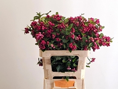 Symphoricarpos Magical Ruby Giant 60cm