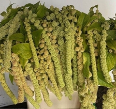 Amaranthus Caudatus Cycloop 75cm