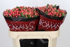 Hypericum Sweet Romance 70cm