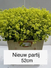 Alchemilla Mollis Robustica 52cm