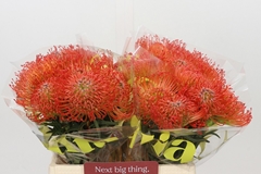 Leucospermum Succession 40cm