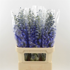 Delphinium Double Dev Navy Blue 80cm
