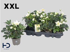 Helleborus Advent Star 9Ø 20cm