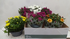 Chrysanth Mix 5 Colours 23Ø 27cm