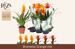 Bromelia Mix 12Ø 47cm
