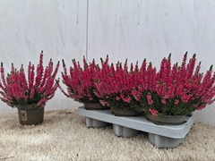 Calluna Vulgaris Beauty Ladies Sabine 12Ø 24cm