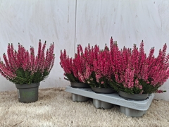 Calluna Vulgaris Beauty Ladies Sabella 12Ø 24cm