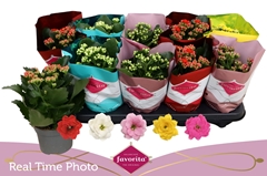 Kalanchoe Double Perfecta Mix 10Ø 22cm