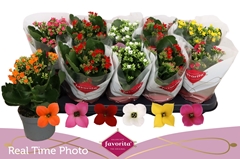 Kalanchoe Single Mix 6 Colours 10Ø 22cm