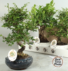 Bonsai Mix 19Ø 40cm