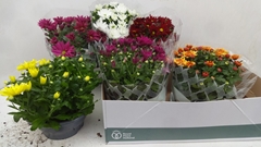 Chrysanth Mix 6 Mix 23Ø 27cm