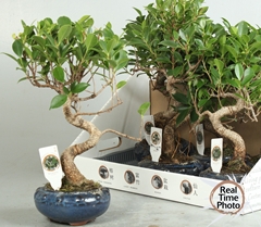 Bonsai Mix 17Ø 35cm