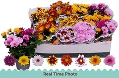 Chrysanth Mix 6 Mix 12Ø 25cm