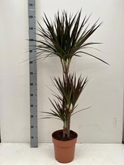 Dracaena Magenta 21Ø 115cm