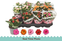 Kalanchoe Double Mix 9Ø 17cm