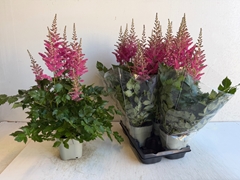 Astilbe Highlight 14Ø 70cm