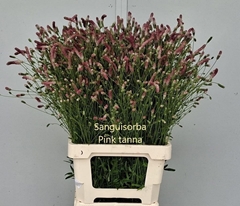 Sanguisorba Officinalis Pink Tanna 70cm